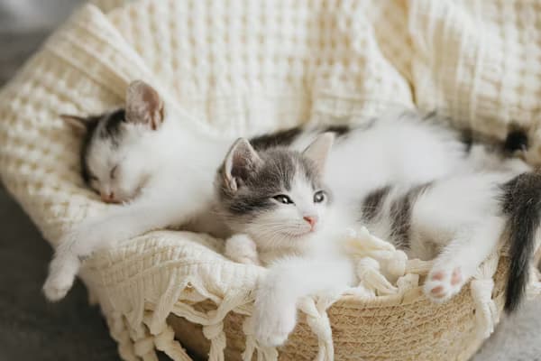 Cloud-Nine Luxury Cat Bed – Ultra-Soft Faux Fur Calming Bed