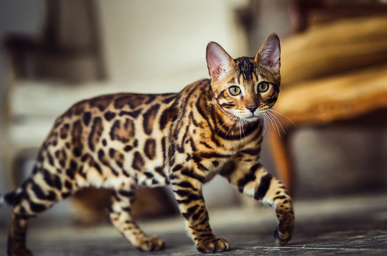 Pet