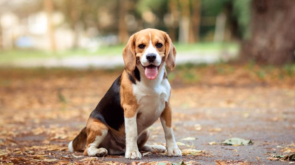 Pet