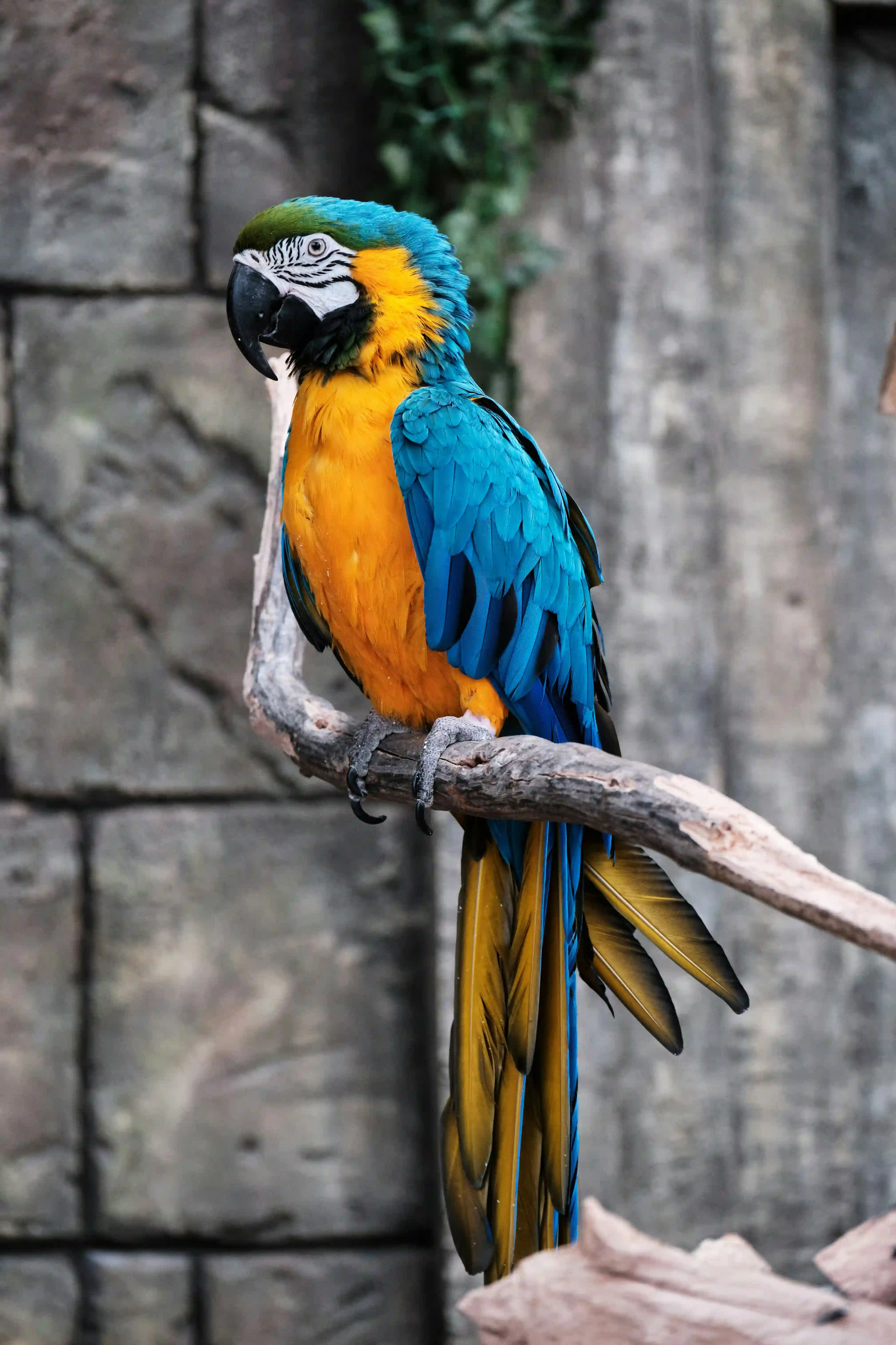 Colorful chirps