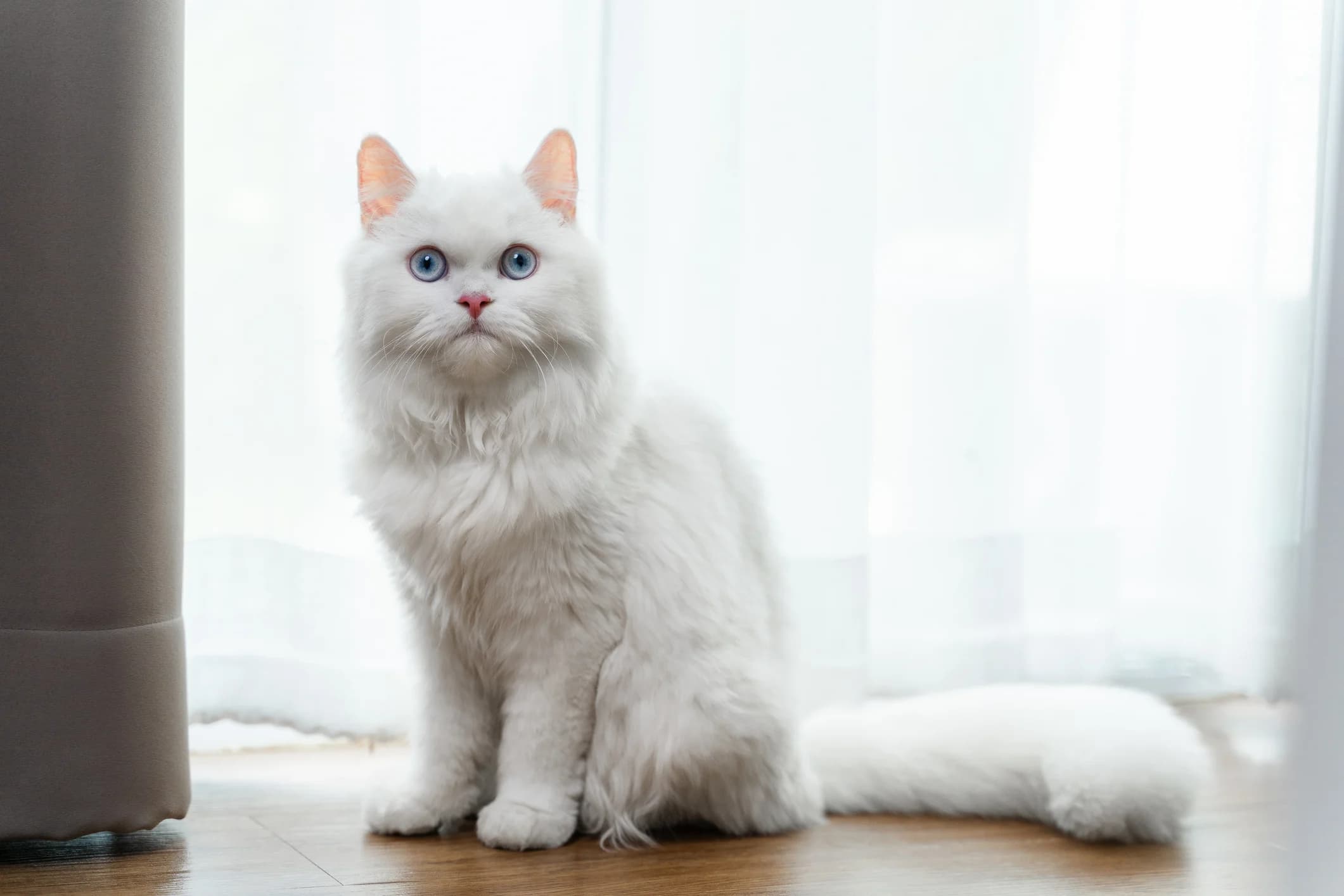 Pet