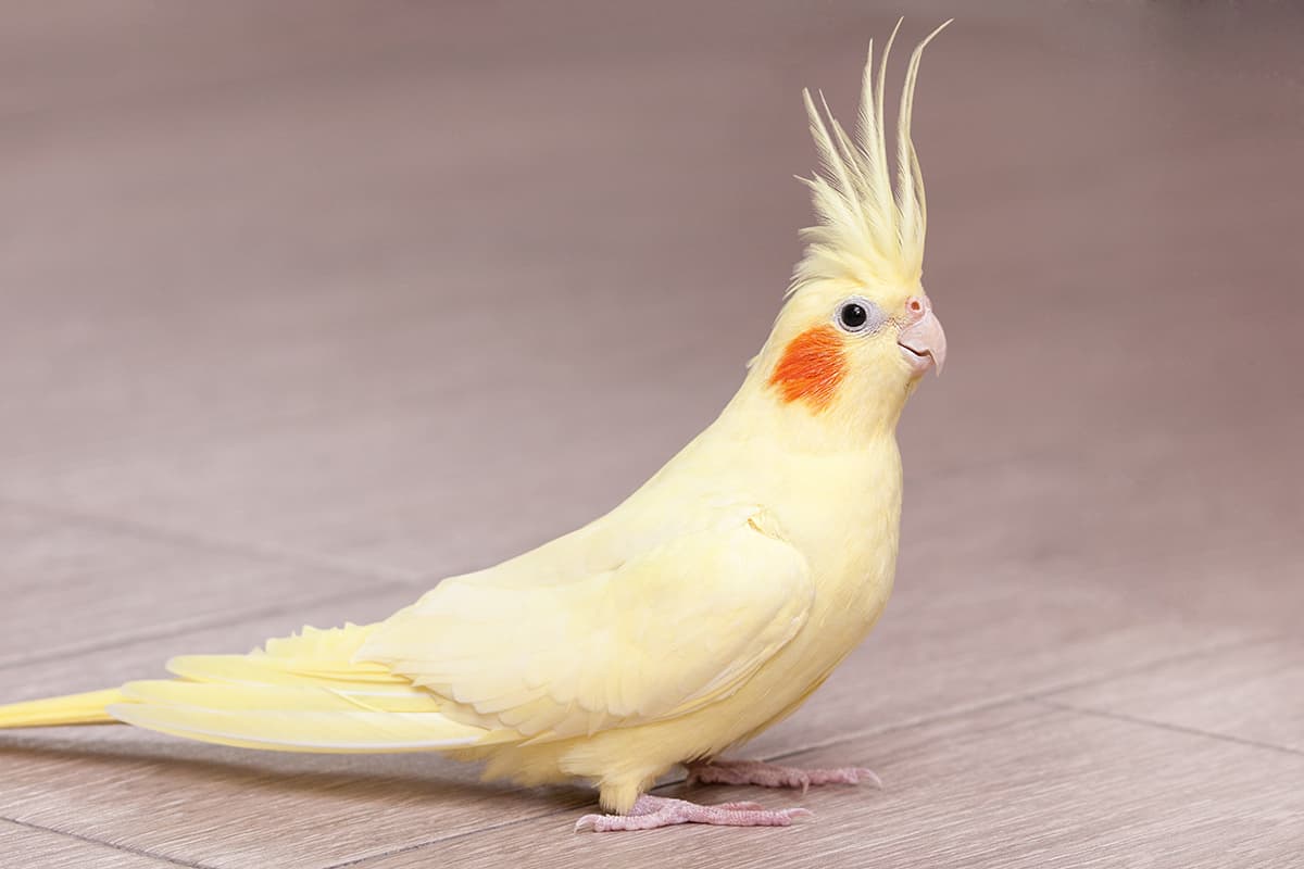 Pet