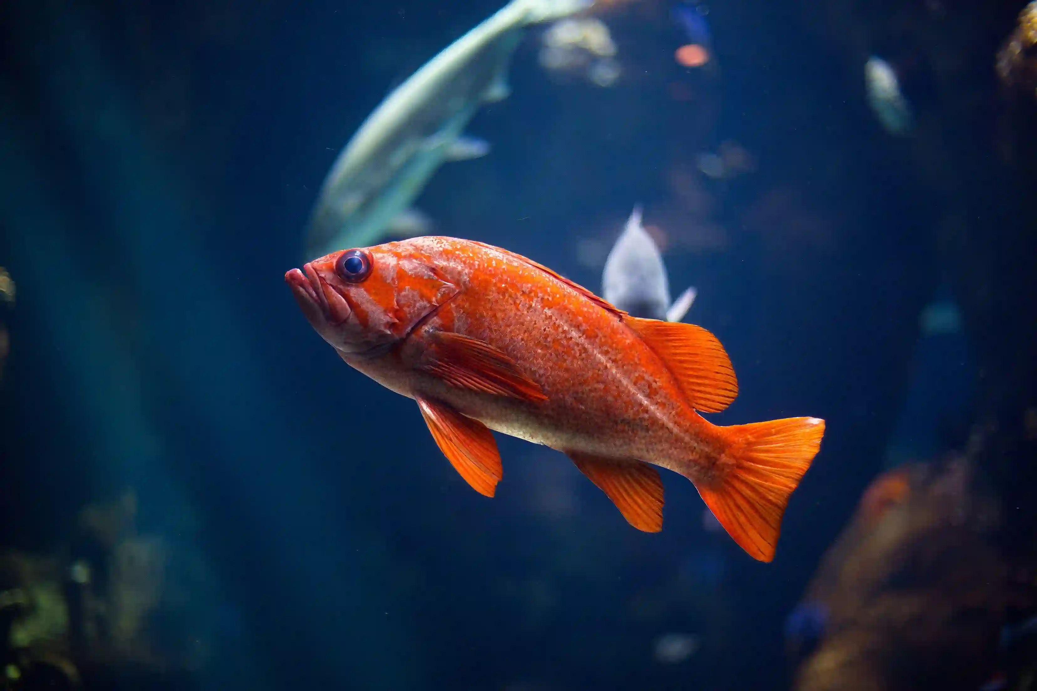 Serene Aquatics