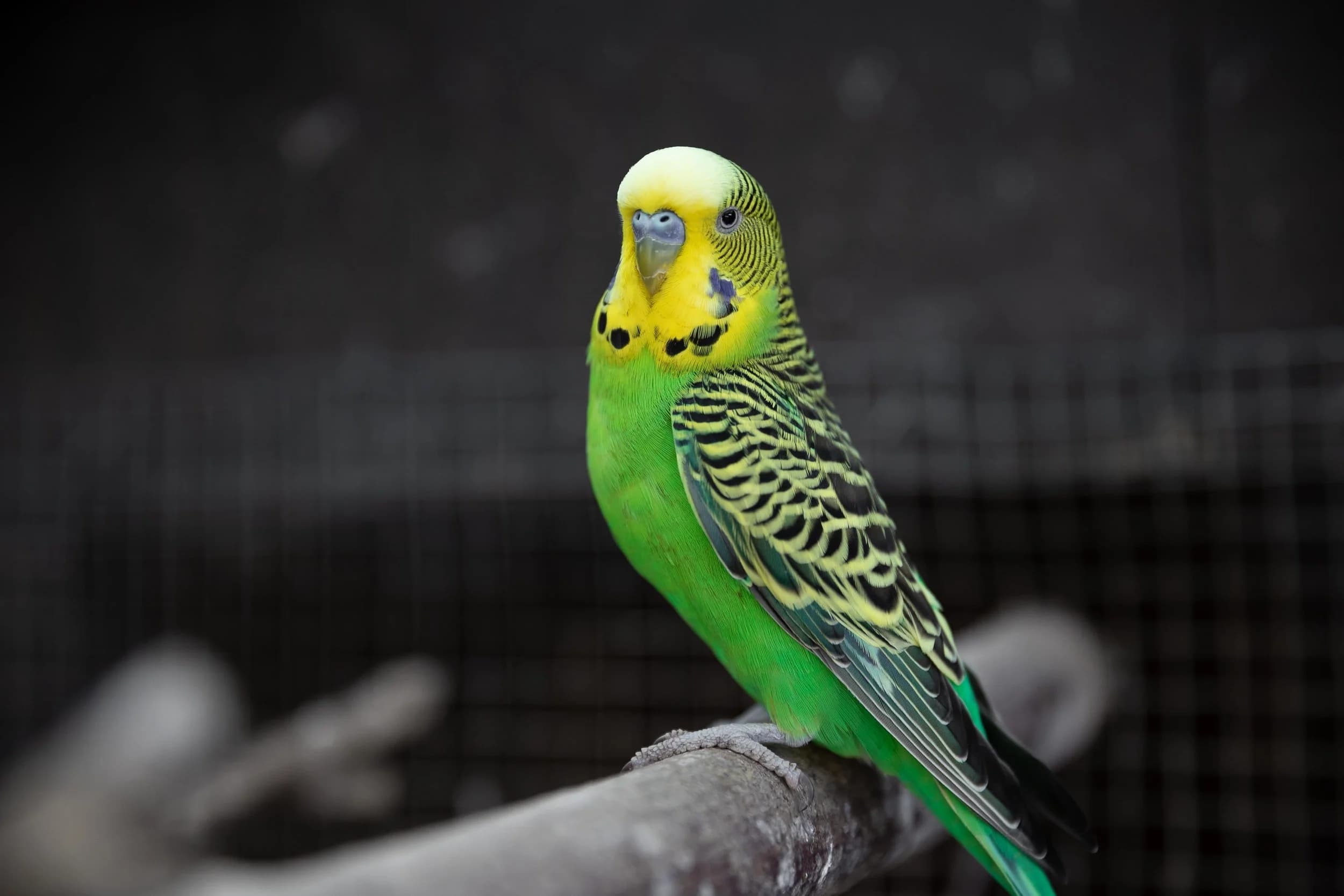 Pet