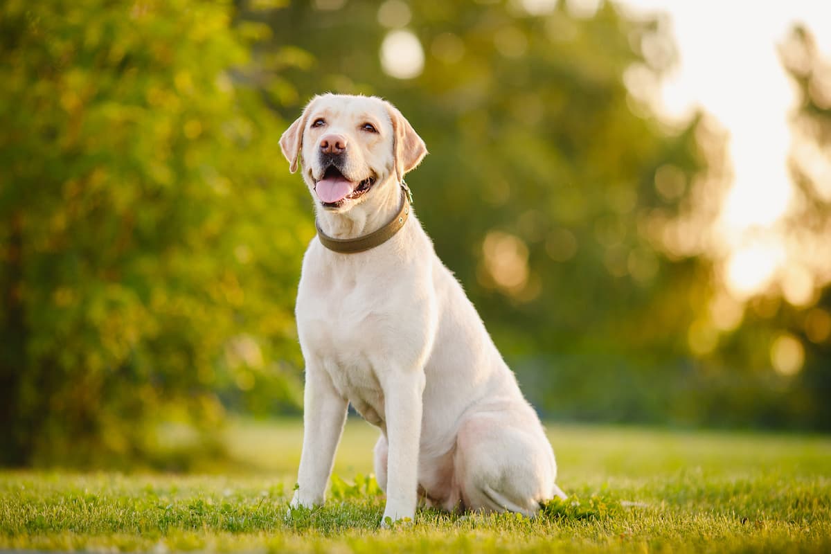 Pet