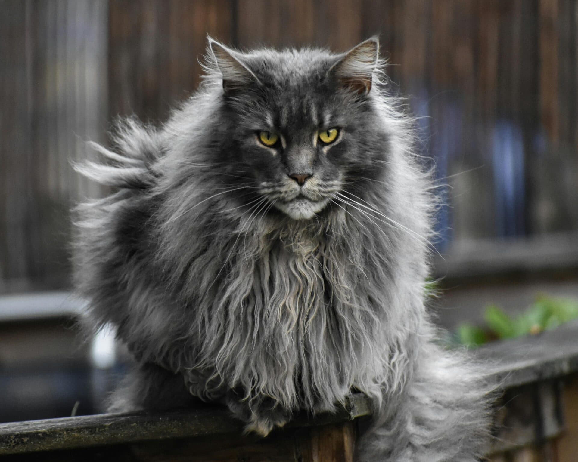 Pet