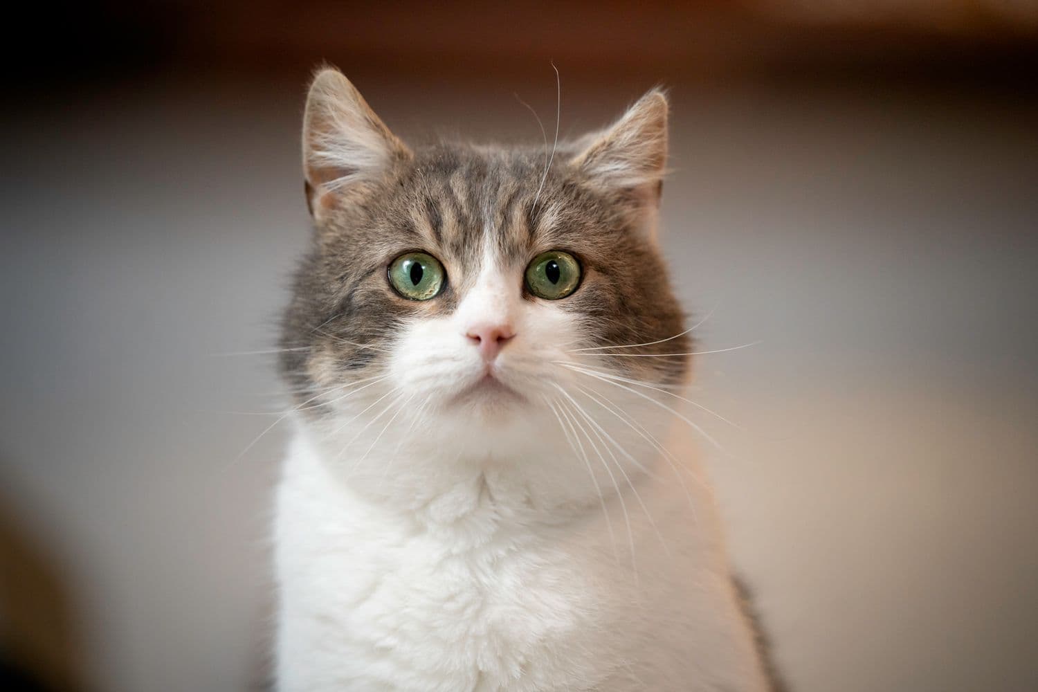 Pet