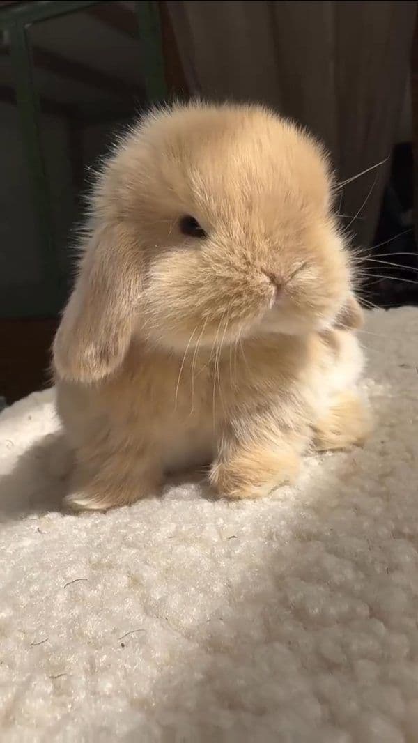Pet