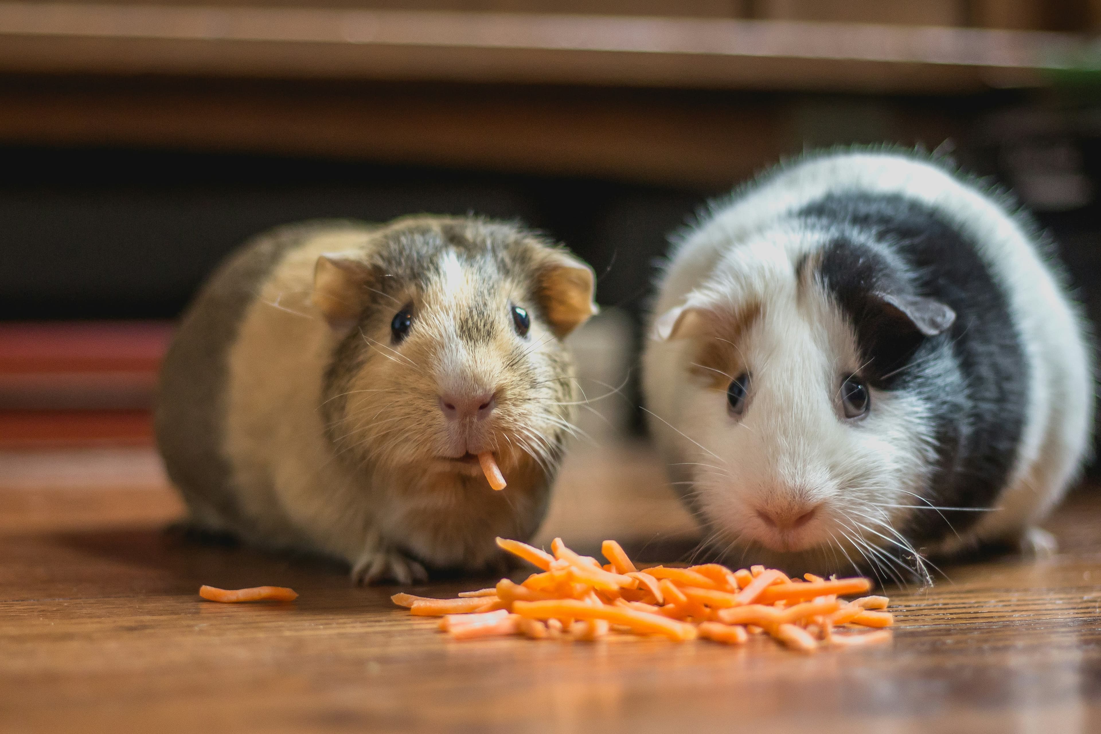 Standard Pet Care