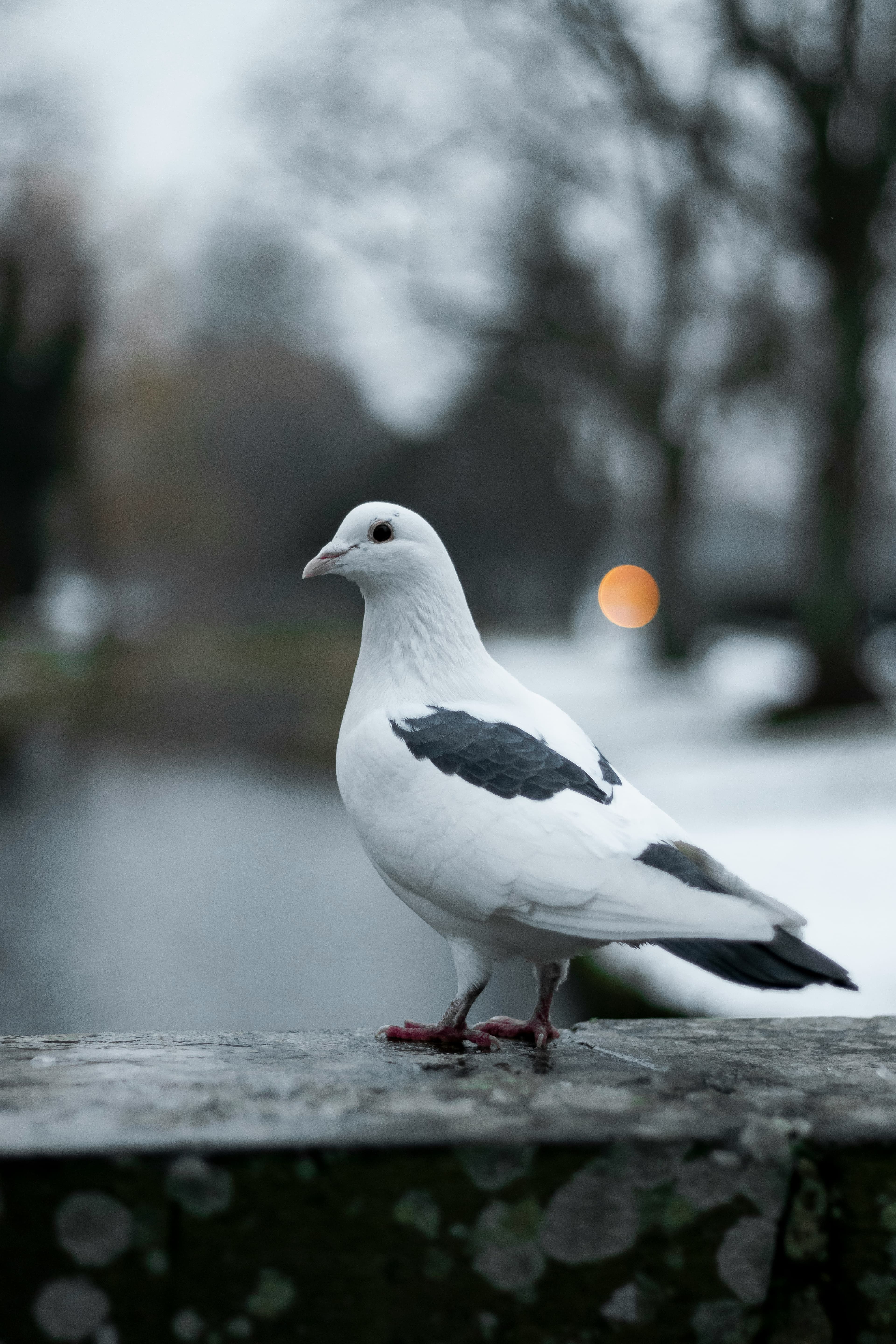 Small Birds
