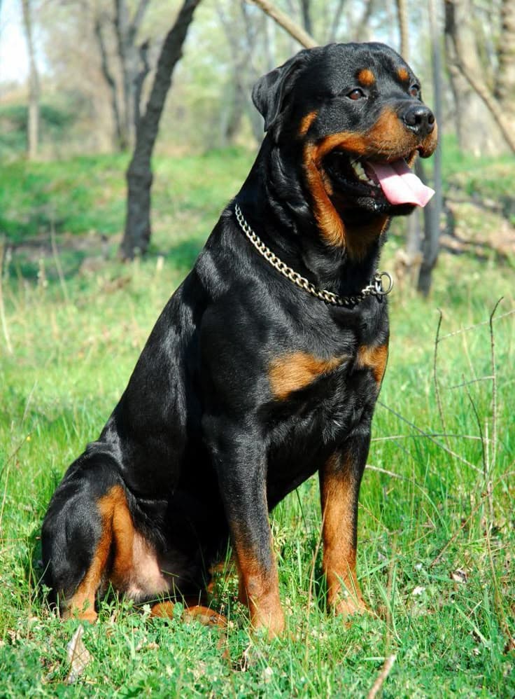 Pet