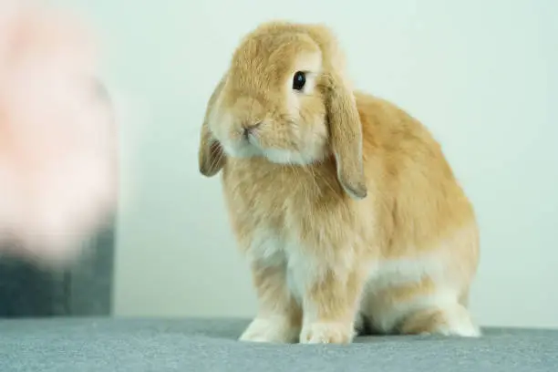 Cute Rabbits