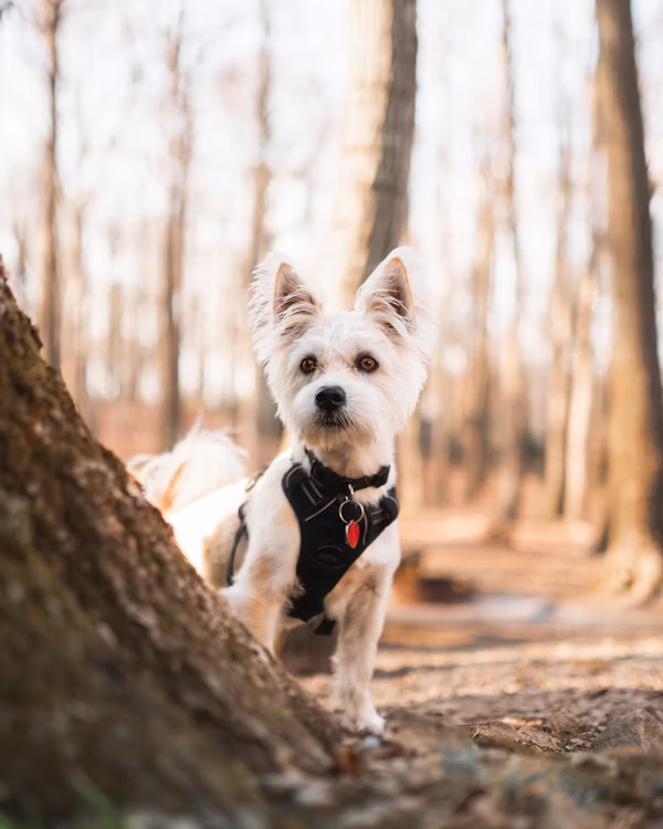 Leather Dog Collar