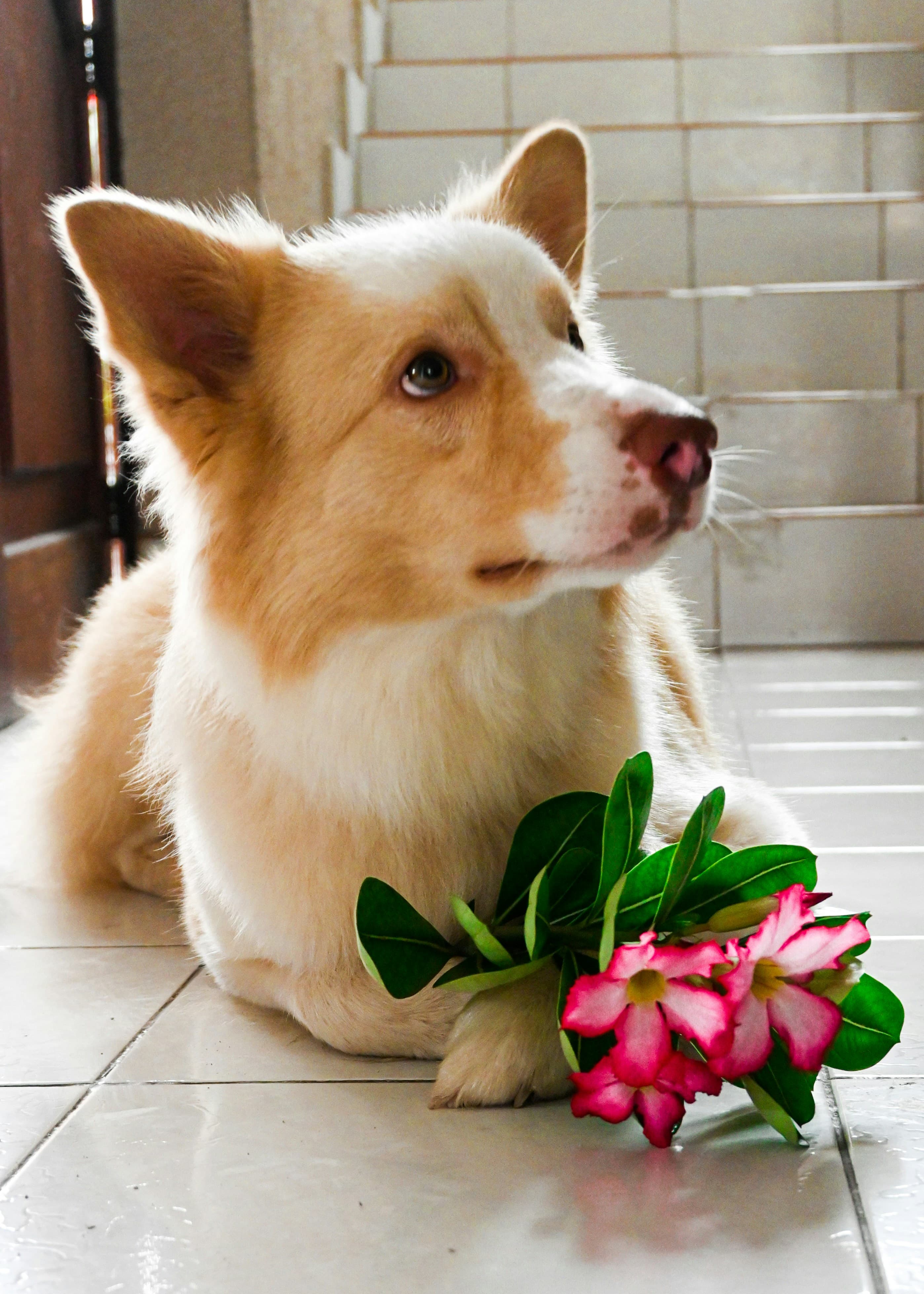 Loyal Dogs