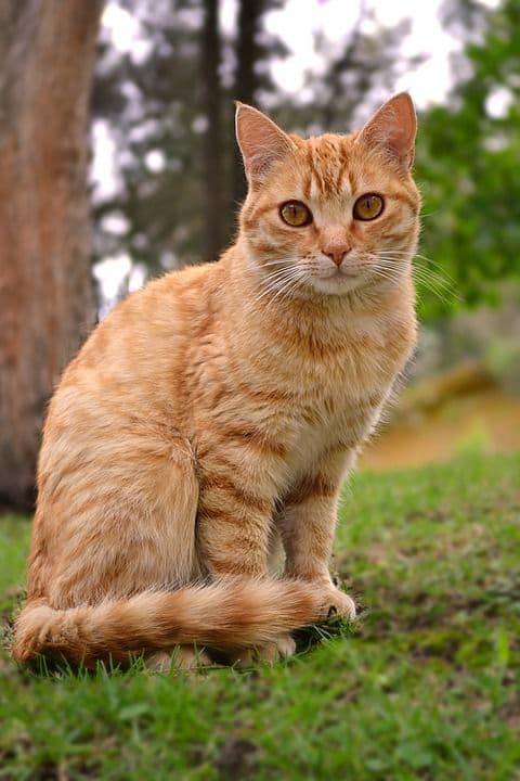 Pet