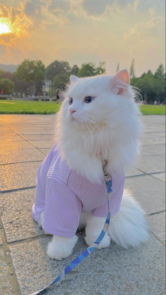 Pet